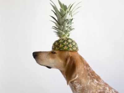 Can Dogs Have Dried Pineapple
