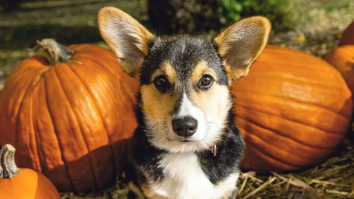 Can Dogs Have Pumpkin