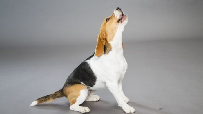 Can Dogs Look Up? Fact vs. Myth About Your Dog!