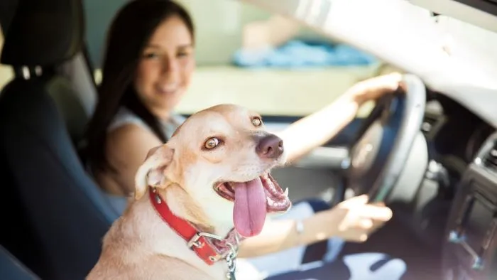 Can Dogs Sit in the Front Seat