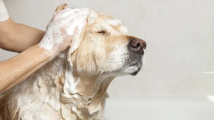 Can You Use Human Shampoo on Dogs