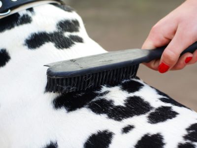 Preventing Overheating and Hot Spots in Dogs