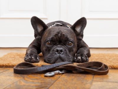 Common Reasons Dogs Refuse Walks