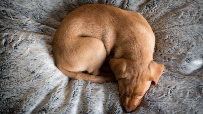 Do Dogs Curl Up When They Sleep