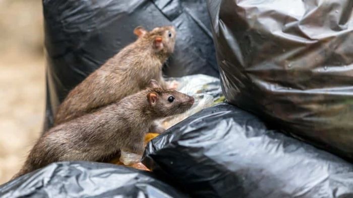 Does Dog Feces Attract Mice