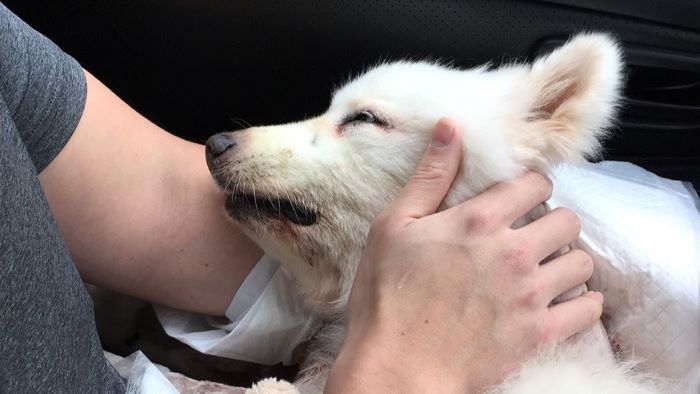 Does My Dead Dog Know I Miss Him? Pet Loss, Grief and Beliefs. - WeWantDogs