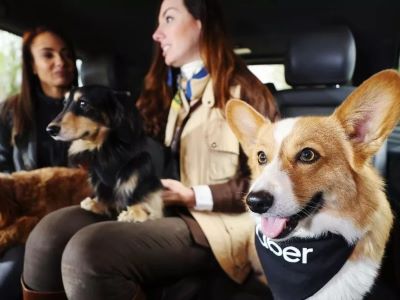 Driver Attitudes Toward Dogs in Uber
