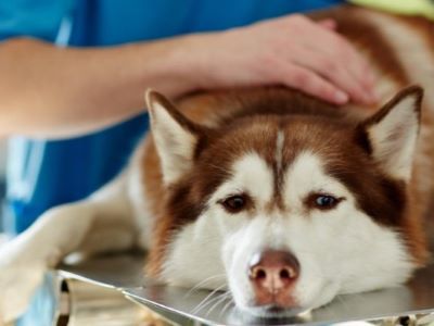 Early Signs Your Dog is Drinking Too Much Water