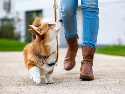 Encouraging Your Dog to Walk