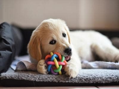 dog playing with a ball