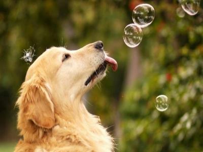 dog playing with bubbles