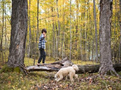 a dog playing in the woods