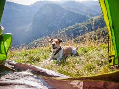 camping with family and the dog