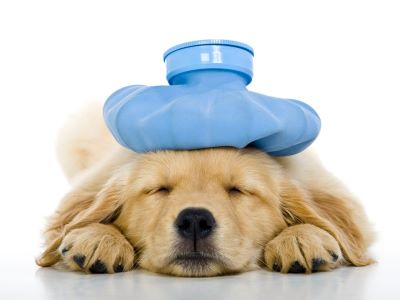How Do Dogs Get Infected with Influenza
