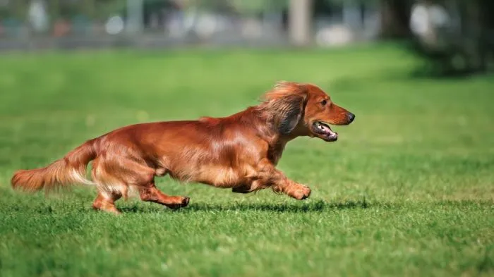How Fast Can a Sausage Dog Run