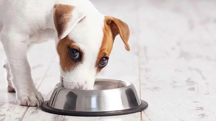 How Long Does It Take a Dog to Digest Food