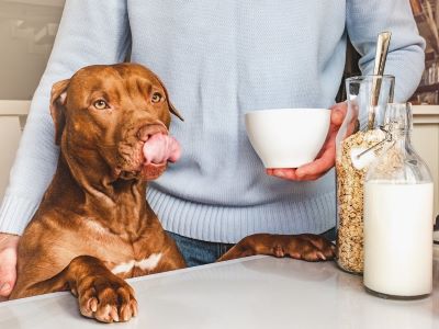 How Much Coconut Milk Can Dogs Drink