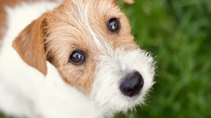 How Often Should You Brush a Dog’s Teeth?