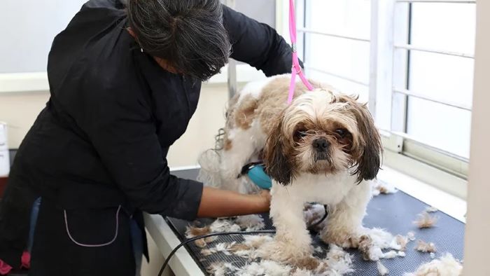 How Often Should You Groom Your Dog