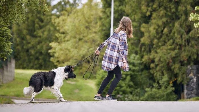 How To Walk a Puppy That Doesn’t Want To Walk