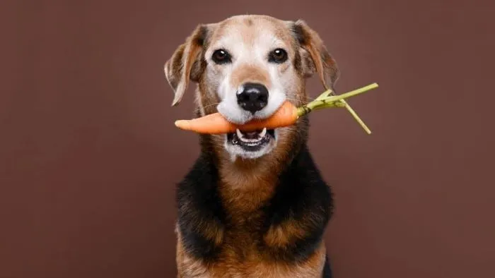 How to Add Fibre to a Dog’s Diet