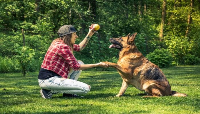How to Become a Dog Behaviourist