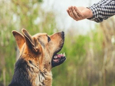 a dog training with the treats