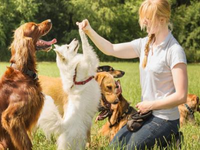 a trainer with multiple dogs