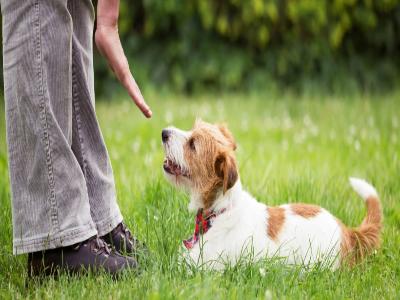 a dog with trainer