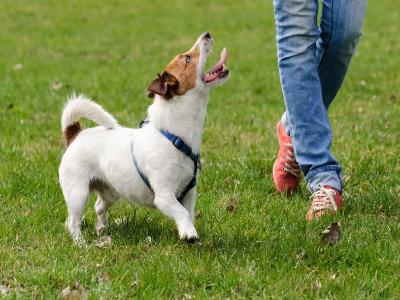 a dog training in the garden