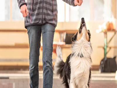 a dog training with the treats