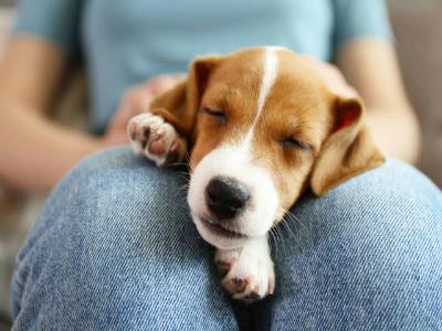 a beagle sleeping on the lap