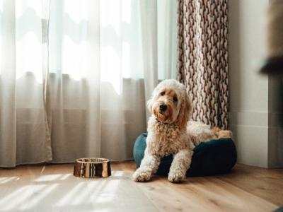 poodle with wet food