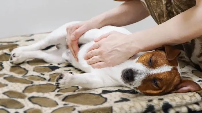 How to Sedate Your Dog for Grooming
