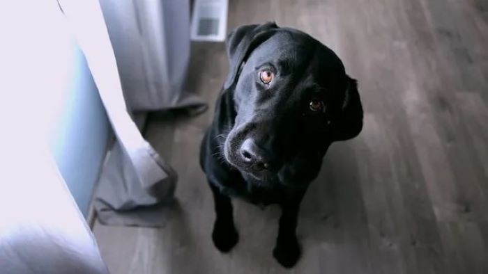 How to Stop Dog Chewing Skirting Board