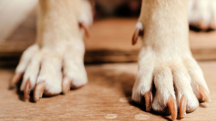 How to Stop Dogs Nails from Bleeding