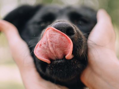 Managing Excessive Lip Licking