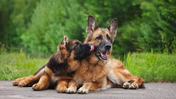 My Puppy Is Bullying My Older Dog! Understanding Behaviour