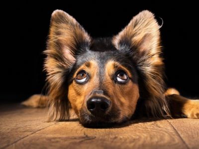 Myths About Dogs Looking Up