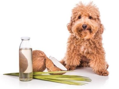 Potential Benefits of Coconut Milk for Dogs