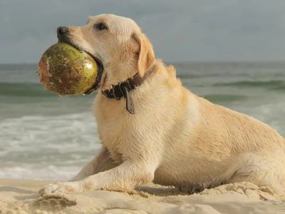 Potential Risks of Giving Dogs Coconut Milk