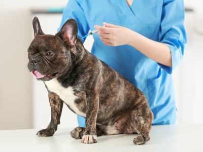 Preventing Canine Influenza in Dogs