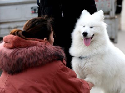 Recognizing Signs Your Dog's Spirit Is With You Through the Grieving Process