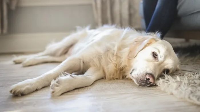 Signs Your Dog Is Dying