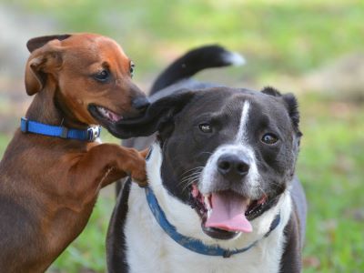 Signs Your Puppy is Bullying Your Older Dog