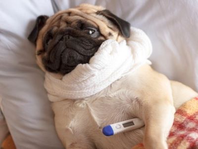 Signs of Canine Influenza