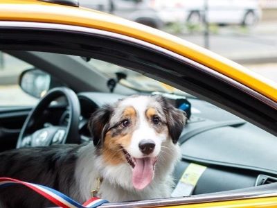 The Future of Pets in Rideshares