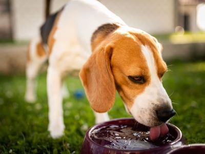 Treating Your Dog's Hot Head: Cooling Methods and Medical Care
