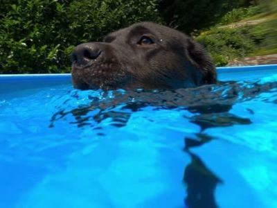 What Causes Water Intoxication in Dogs?