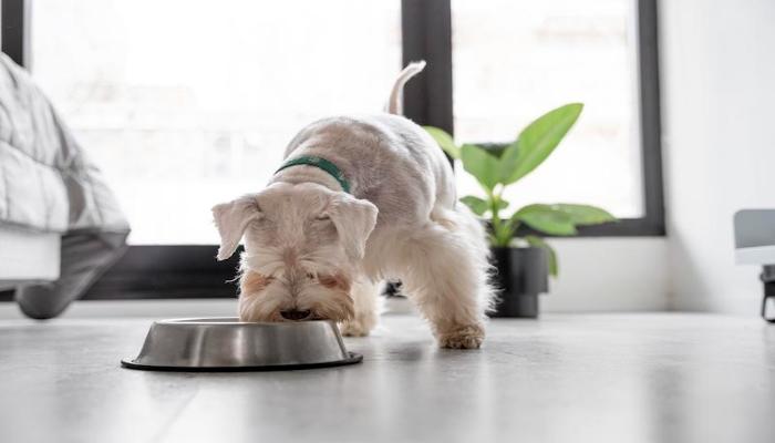 What Household Items Can Kill a Dog Instantly